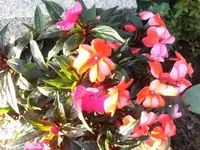 Bilda003.webp