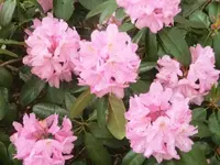 Bilda077.webp