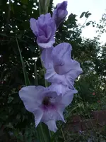 P1480641.webp