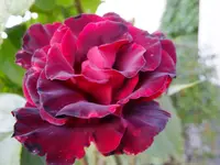 DSCF9125.webp