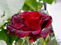 DSCF9127.webp