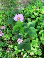CIMG1388.webp