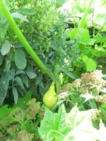 CIMG1389.webp
