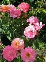 CIMG1391.webp
