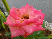 DSCF9050.webp