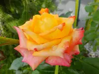 DSCF9054.webp