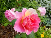 DSCF9055.webp