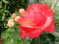 DSCF9059.webp