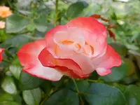 DSCF9061.webp
