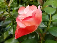 DSCF9062.webp