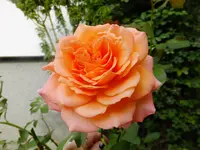DSCF9063.webp