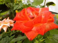 DSCF9072.webp