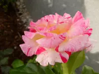 DSCF9075.webp