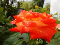 DSCF9073.webp
