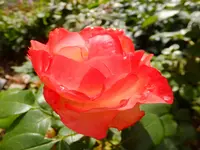 DSCF9077.webp
