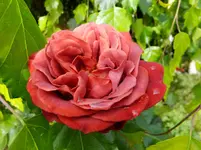 DSCF9083.webp