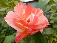 DSCF9078.webp