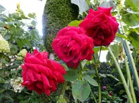 DSCF9114.webp