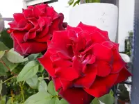 DSCF9124.webp