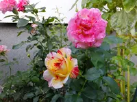 DSCF9138.webp