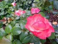DSCF9142.webp