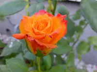 DSCF9143.webp