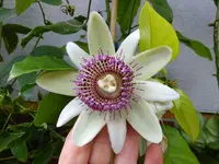 DSCF9090.webp