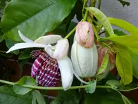DSCF9094.webp