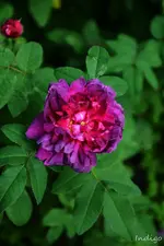 DSC_5199.webp