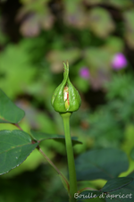 DSC_5202.webp