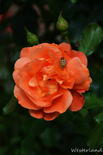 DSC_5203.webp