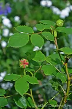 DSC_5205.webp