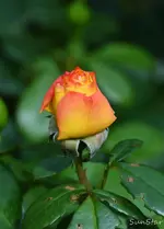 DSC_5206.webp