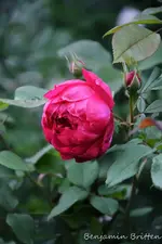 DSC_5207.webp