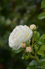 DSC_5208.webp
