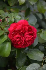 DSC_5212.webp
