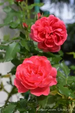 DSC_5219.webp