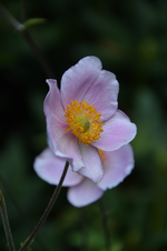 DSC_5200.webp