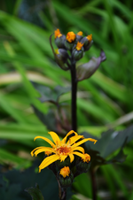 DSC_5201.webp