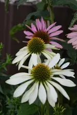 DSC_5218.webp