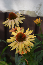 DSC_5220.webp