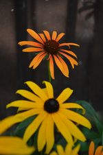 DSC_5221.webp