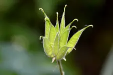 Akelei_5725.webp