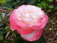 DSCF9045.webp