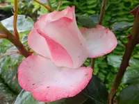 DSCF9048.webp