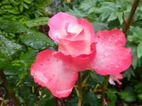 DSCF9240.webp