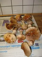 004_600x800.webp