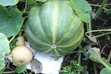 IMG_8130.webp