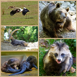 Collage Wildpark.webp
