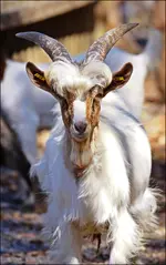 Ziegenbock.webp